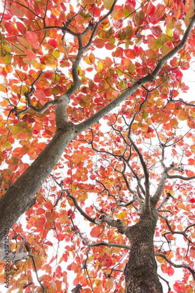 Obraz ハナミズキの紅葉