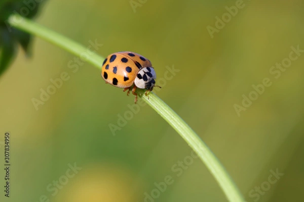 Obraz Ladybird beetle