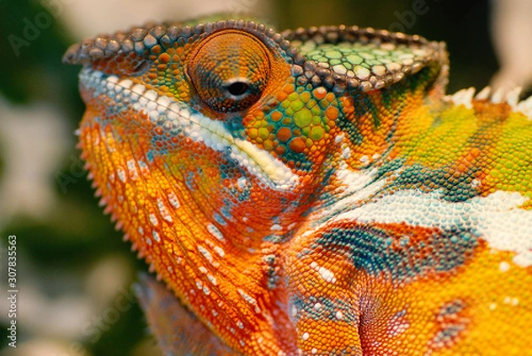 Obraz Grün, Gelb, Orange, Panther Chamäleon