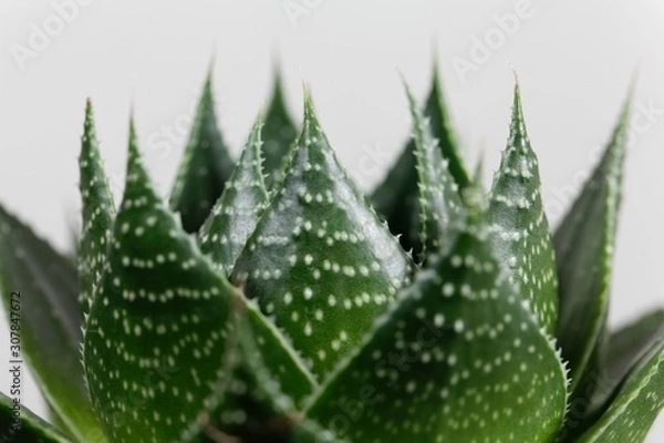 Fototapeta Leaves of the Aloe aristata v cosmo