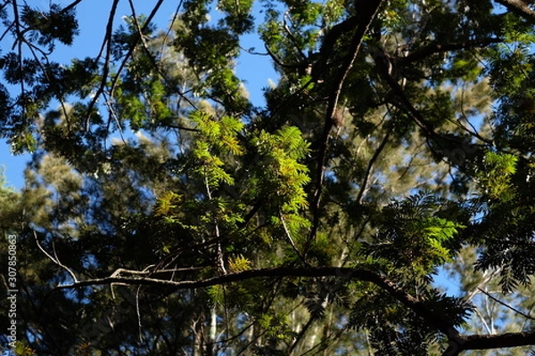 Obraz Canopy with sunlit trees and sky