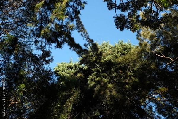 Obraz Canopy with sunlit trees and sky