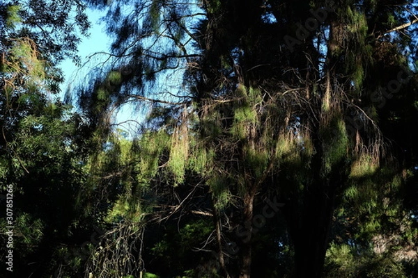 Obraz Canopy with sunlit trees and sky