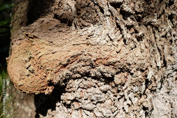 Obraz Rough mossy tree bark close-up