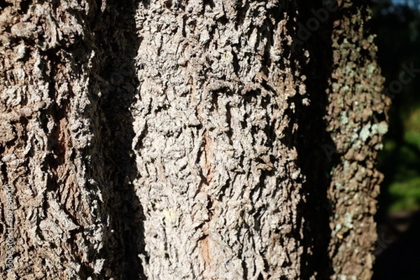 Obraz Rough mossy tree bark close-up