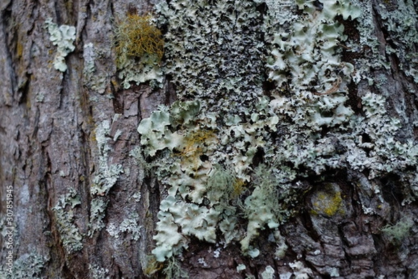 Obraz Rough mossy tree bark close-up