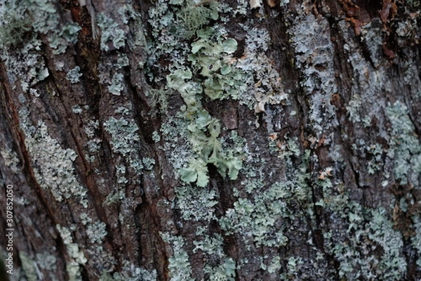 Fototapeta Rough mossy tree bark close-up