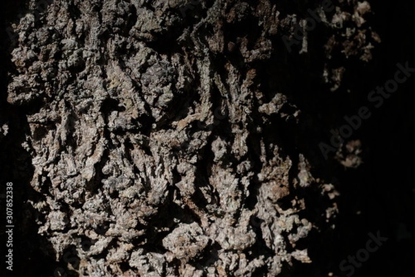 Obraz Rough mossy tree bark close-up