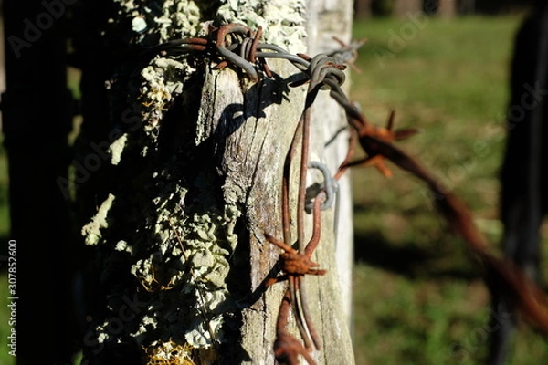 Obraz Barbed wire on post in pasture