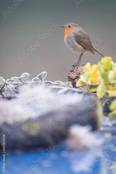 Fototapeta rouge gorge