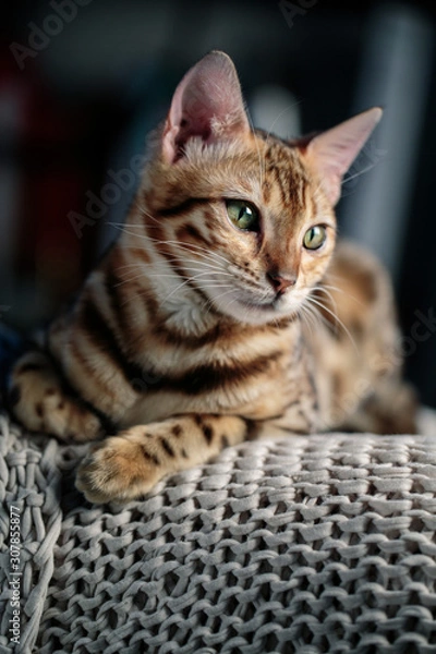 Obraz Young Bengal Cat Studio Portrait