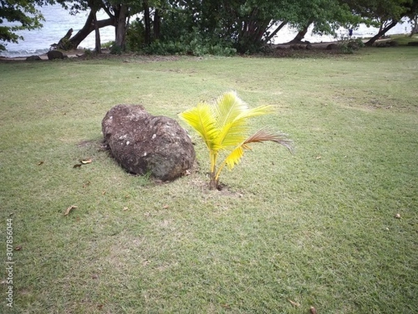 Obraz tree on the beach stone coconut