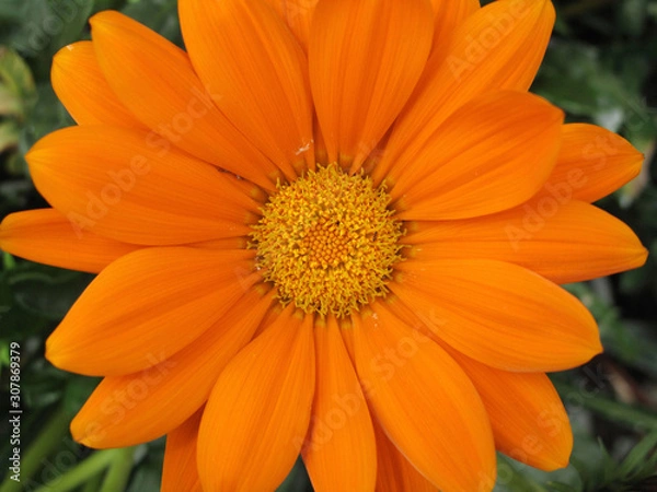 Fototapeta Gazania