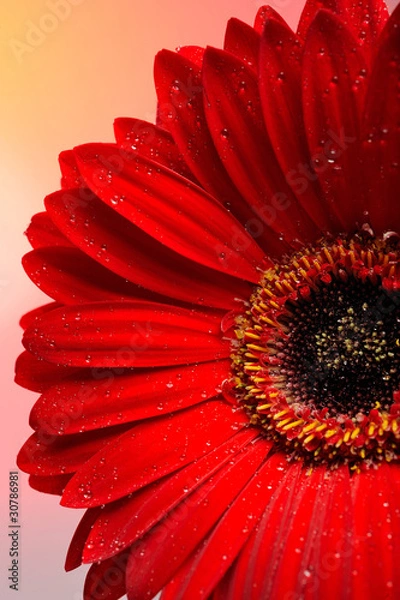 Fototapeta Beautiful red gerber flower part macro studio shot.