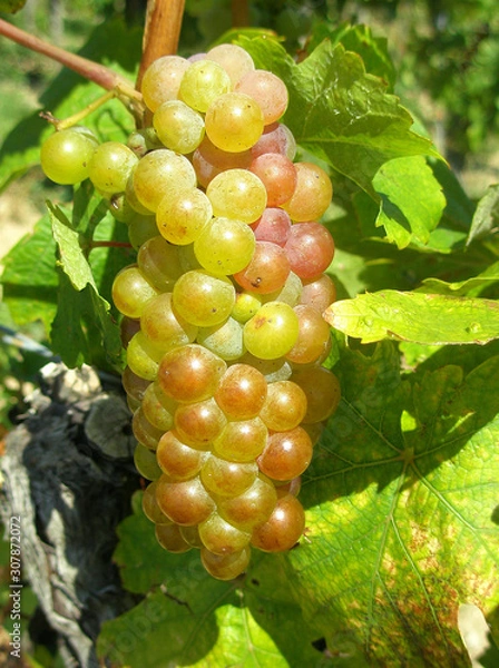 Fototapeta Gumpoldskirchner