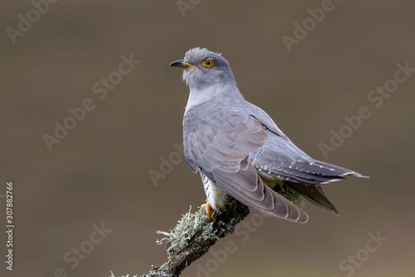 Fototapeta Cuckoo Perched on Branch