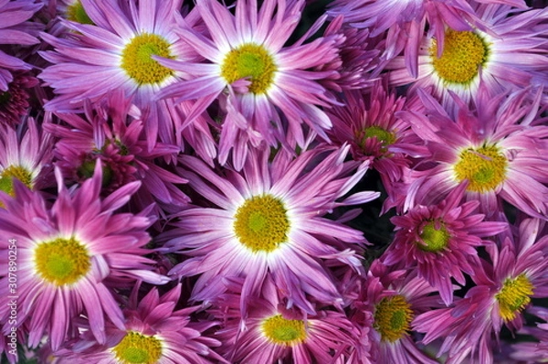 Obraz Pink chrysanthemums closeup in bloom.