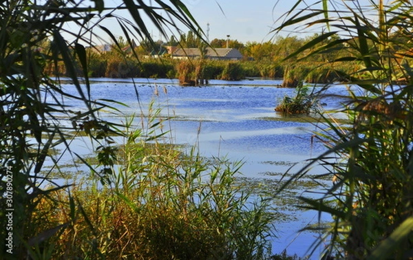 Fototapeta View from the reeds to the lake.