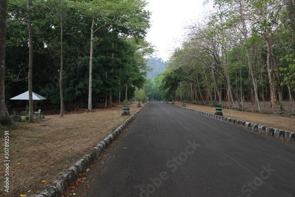 Fototapeta asphalt in the middle of a forest, asphalt landscape with a fresh concept that can be used for backgrounds, design materials, wallpapers, or beautiful quote backgrounds