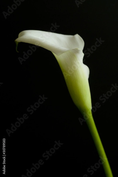 Obraz Calla