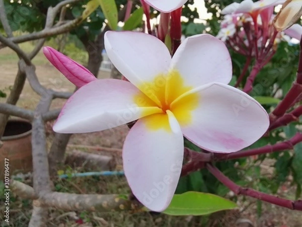 Obraz plumeria flower