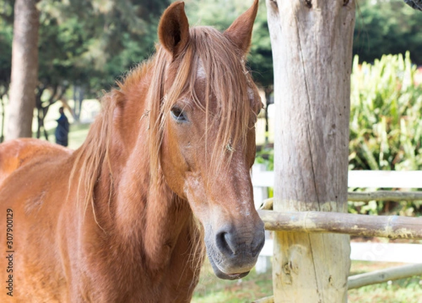 Obraz Horse portrait