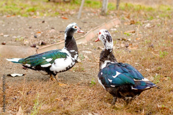 Fototapeta a pair of domestic black and white ducks walk on the homestad