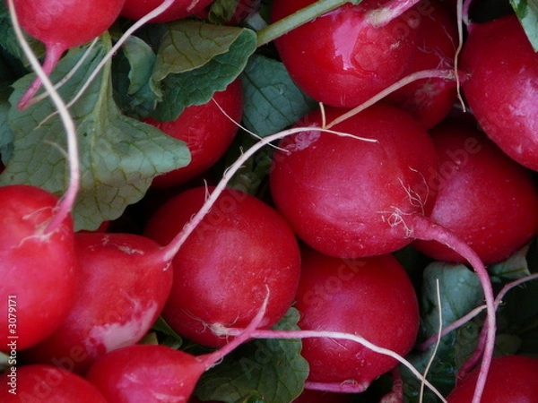 Obraz radieschen