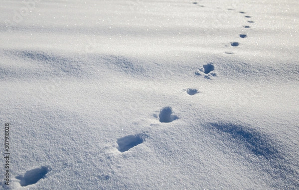 Obraz Wildspuren im Schnee