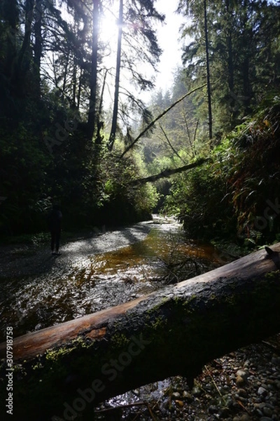 Obraz river in the forest
