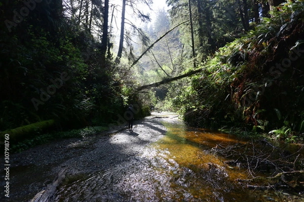 Obraz river in forest