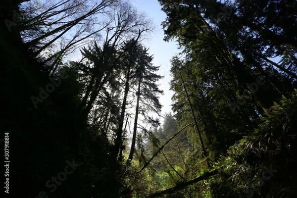 Obraz tree in the forest
