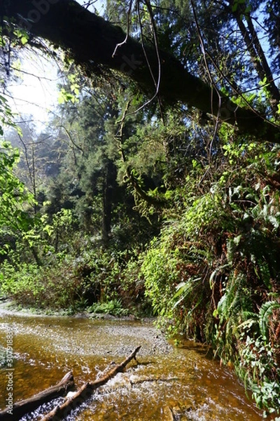 Obraz trees in the forest