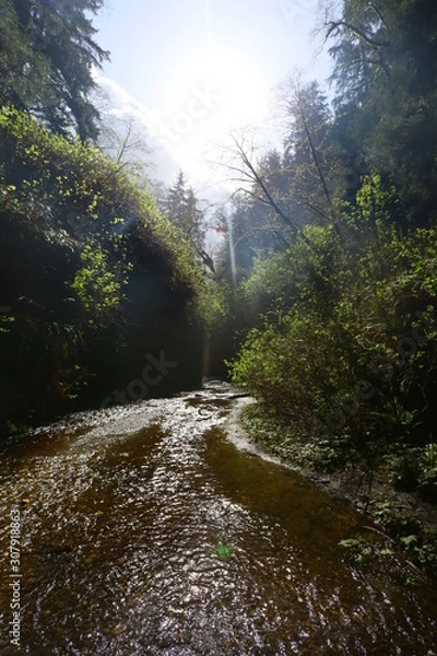 Obraz river in the forest