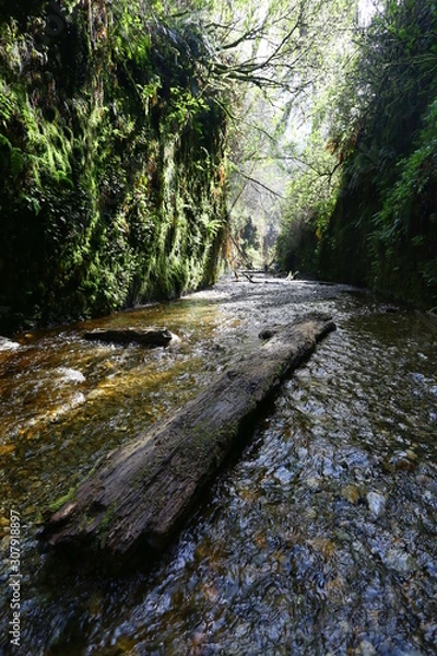 Obraz stream in forest