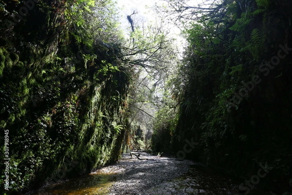 Obraz path in the forest