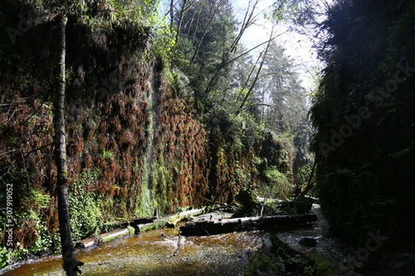 Obraz river in forest