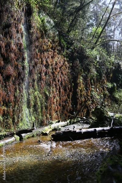 Obraz river in the forest