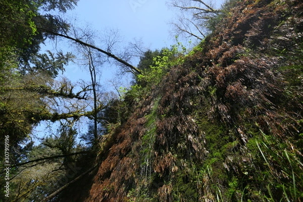 Obraz trees in the forest