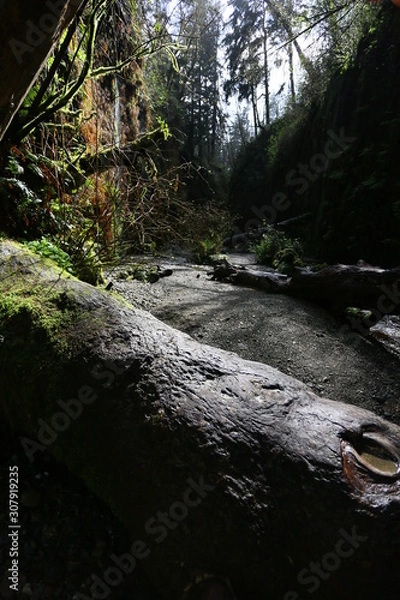 Obraz stream in the forest