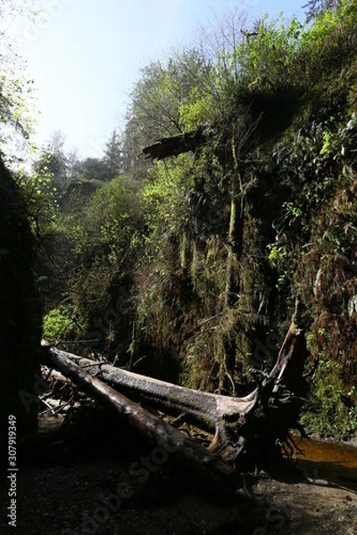 Obraz dead tree in forest