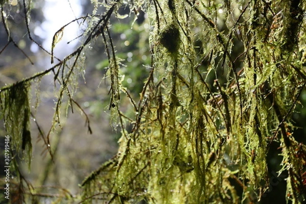 Obraz tree in the forest
