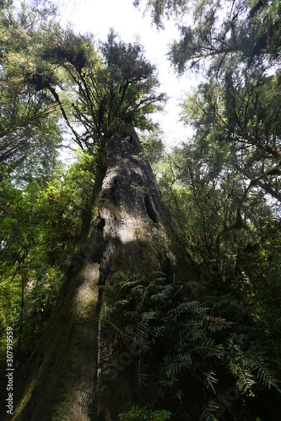 Obraz tree in forest