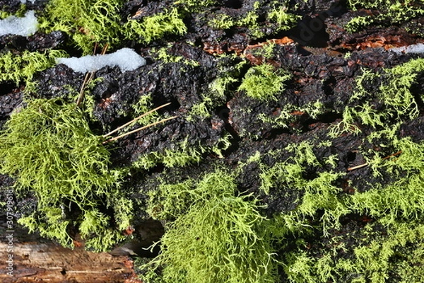 Obraz green moss on a stone