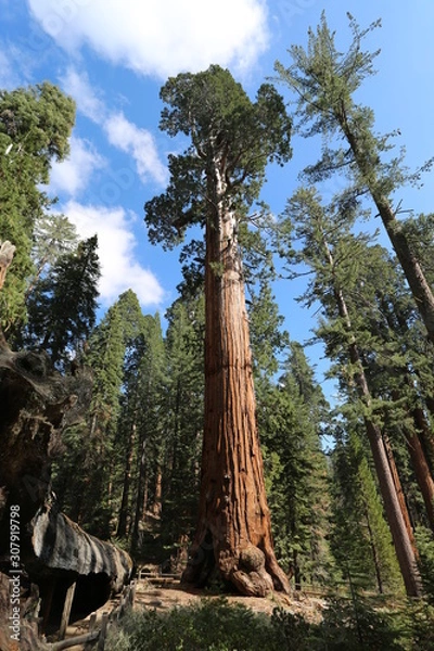 Obraz trees in the forest