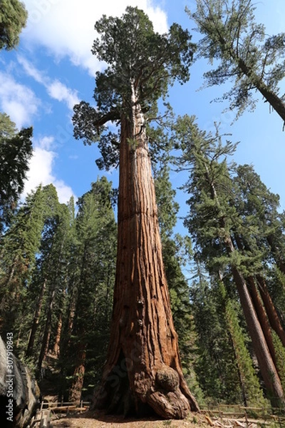 Obraz tree in the forest
