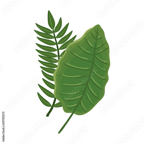 Fototapeta leafs nature tropical isolated icon vector illustration design