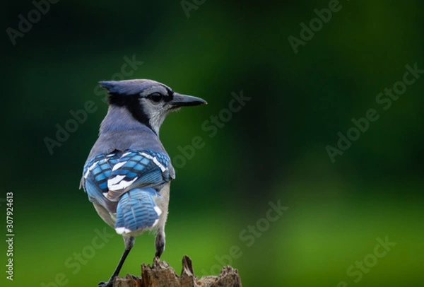 Fototapeta Bluejay on a post.