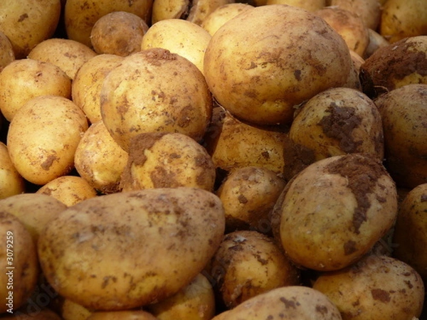 Obraz kartoffeln