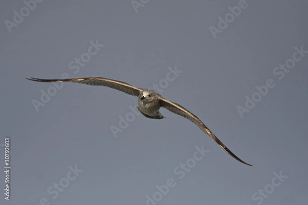 Obraz Larus argentatus - Herring Gull